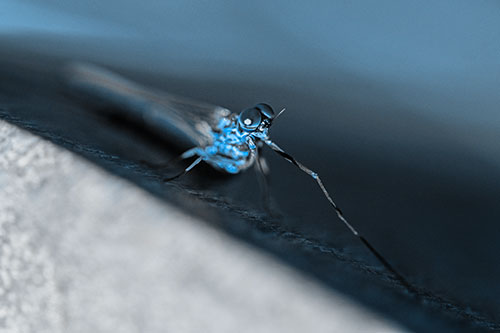 Stretching Mayfly Relaxing Among Shade (Blue Tone)