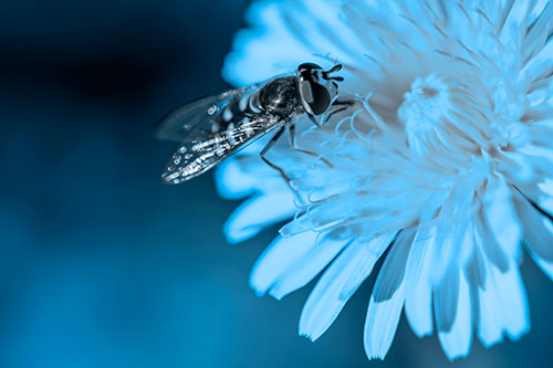 Striped Hoverfly Pollinating Flower (Blue Tone Photo)