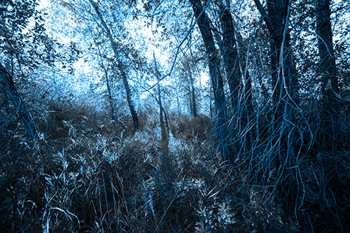 Sunlight Bursts Through Shaded Forest Trees (Blue Tone Photo)