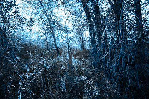 Sunlight Bursts Through Shaded Forest Trees (Blue Tone)