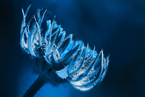 Sunlight Enters Spiky Unfurling Sunflower Bud (Blue Tone Photo)