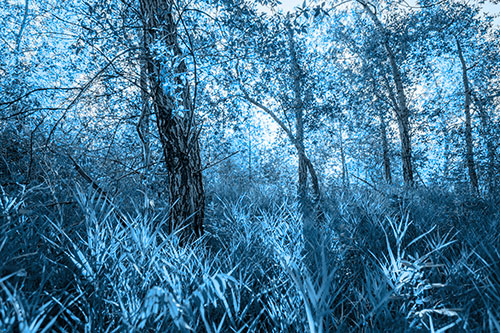 Sunrise Casts Forest Tree Shadows (Blue Tone Photo)