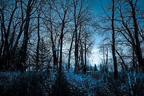 Sunrise Through Snow Covered Trees (Blue Tone Photo)