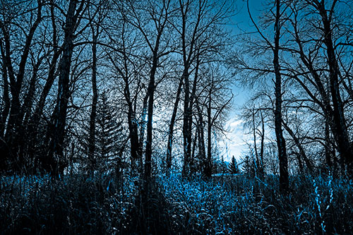 Sunrise Through Snow Covered Trees (Blue Tone Photo)