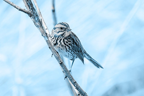 Surfing Song Sparrow Rides Tree Branch (Blue Tone Photo)