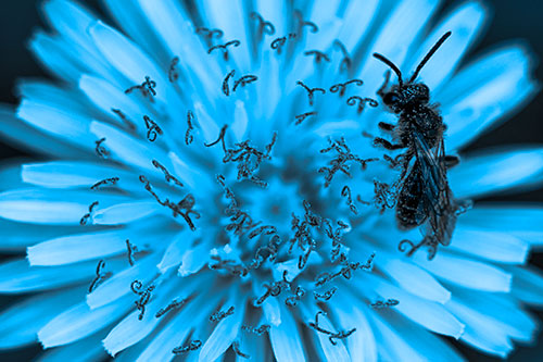 Sweat Bee Collecting Dandelion Pollen (Blue Tone Photo)