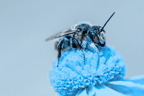 Sweat Bee Collecting Pollen Off Sneezeweed Flower (Blue Tone)