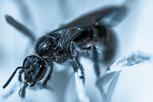 Sweat Bee Enjoying Primrose Flower Pollen (Blue Tone)