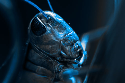 Sweaty Grasshopper Seeking Shade (Blue Tone Photo)