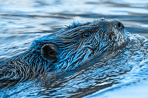Swimming Beaver Keeping Head Above Water (Blue Tone Photo)