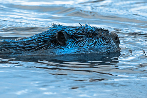Swimming Beaver Patrols River Surroundings (Blue Tone Photo)