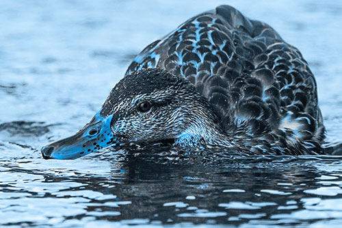 Swimming Female Mallard Duck Hunched Over (Blue Tone)