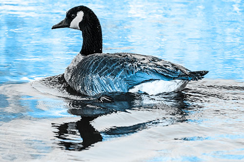 Swimming Goose Ripples Through Water (Blue Tone Photo)