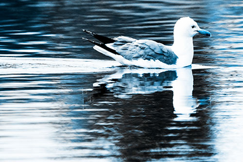 Swimming Seagull Lake Water Reflection (Blue Tone Photo)