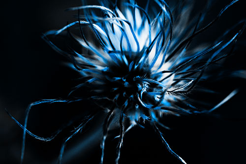 Swirling Pasque Flower Seed Head (Blue Tone Photo)