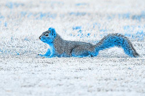 Tail Wagging Squirrel Sitting Among Dead Grass (Blue Tone)