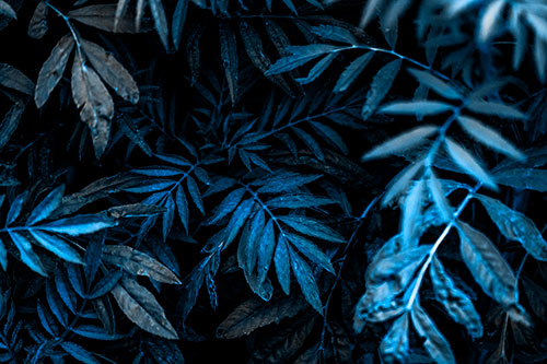 Tattered Fern Plants Emerge From Darkness (Blue Tone Photo)