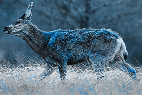 Tense Faced Mule Deer Wanders Among Blowing Grass (Blue Tone)