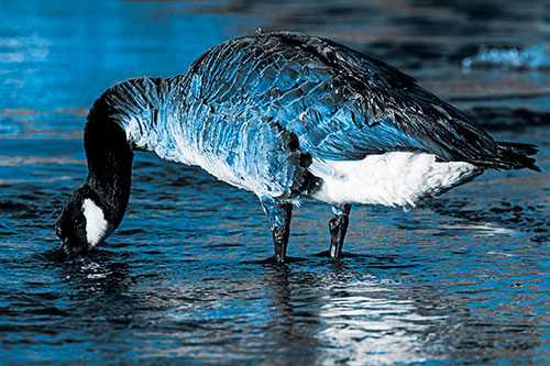 Thirsty Goose Drinking Ice River Water (Blue Tone Photo)