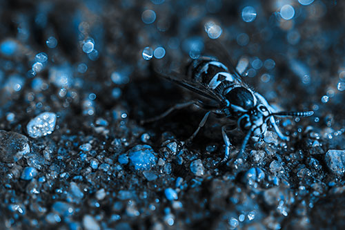 Thirsty Yellowjacket Wasp Among Soaked Sparkling Rocks (Blue Tone Photo)