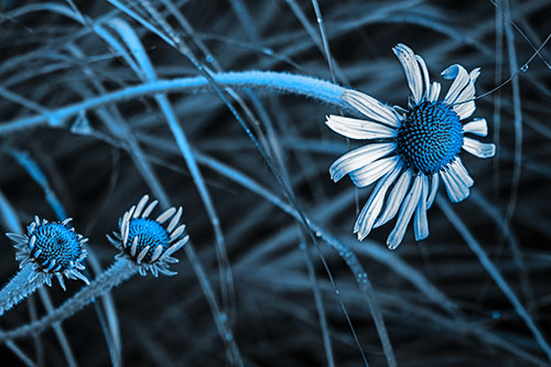 Three Blossoming Coneflowers Among Light Dewy Grass (Blue Tone Photo)