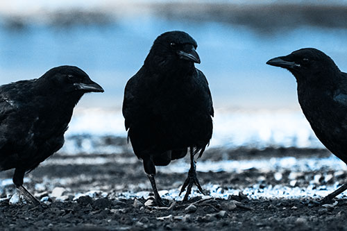 Three Crows Plotting Their Next Move (Blue Tone Photo)