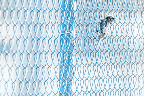 Tiny Cassins Finch Bird Clasping Chain Link Fence (Blue Tone Photo)