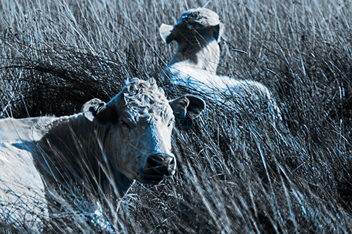 Tired Cows Lying Down Among Grass (Blue Tone Photo)