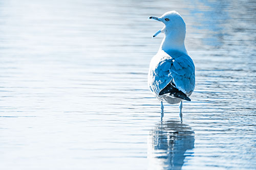 Tired Seagull Yawning Among Shallow Water (Blue Tone)