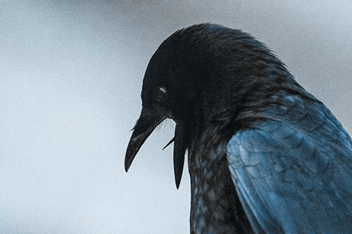 Tongue Curling Crow Cawing Downward (Blue Tone)
