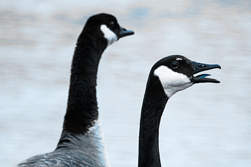 Tongue Screaming Canadian Goose Honking Towards Intruders (Blue Tone Photo)