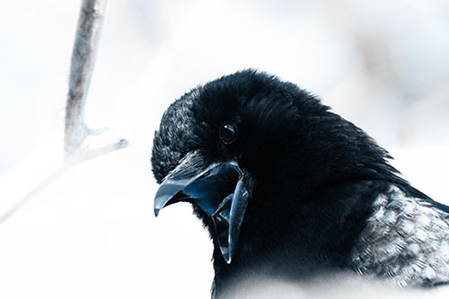 Tongue Screaming Crow Among Light (Blue Tone Photo)