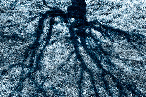 Tree Branch Shadows Creepy Crawling Over Dead Grass (Blue Tone Photo)