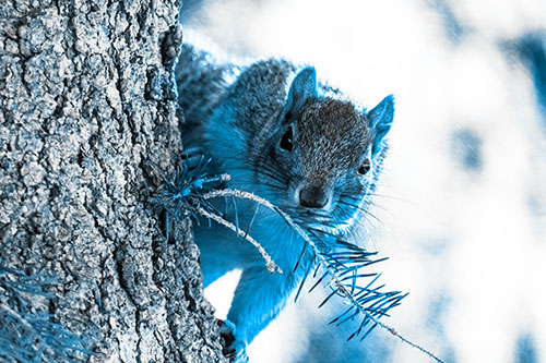 Tree Peekaboo With A Squirrel (Blue Tone Photo)