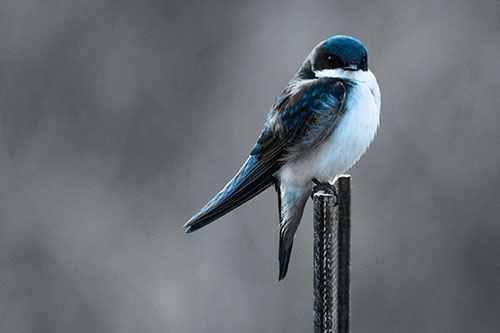 Tree Swallow Keeping Watch (Blue Tone Photo)