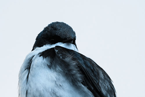 Tree Swallow Watching Surroundings (Blue Tone Photo)