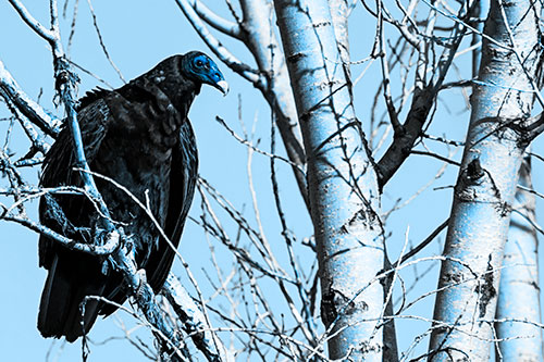 Turkey Vulture Perched Atop Tattered Tree Branch (Blue Tone Photo)