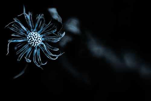 Twirling Aster Flower Among Darkness (Blue Tone Photo)
