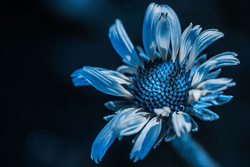 Twirling Petal Coneflower Among Shade (Blue Tone Photo)