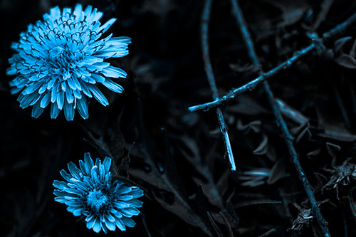 Two Blooming Taraxacum Flowers (Blue Tone Photo)