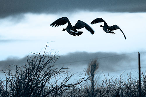 Two Canadian Geese Flying Over Trees (Blue Tone Photo)