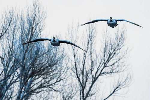 Two Canadian Geese Honking During Flight (Blue Tone Photo)