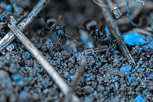 Two Carpenter Ants Working Hard Among Soil (Blue Tone Photo)