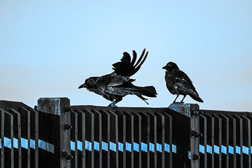 Two Crows Gather Along Wooden Fence (Blue Tone Photo)