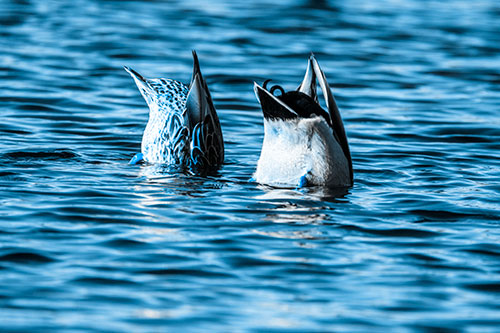 Two Ducks Upside Down In Lake (Blue Tone Photo)