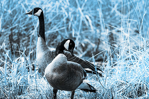 Two Geese Contemplating A Swim In Lake (Blue Tone Photo)