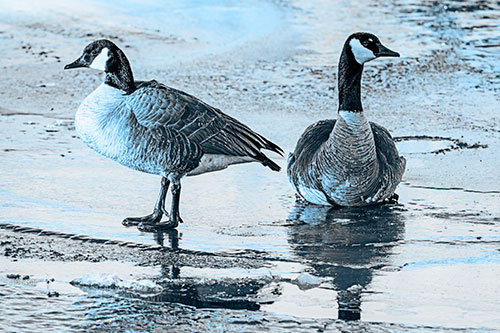 Two Geese Embrace Sunrise Atop Ice Frozen River (Blue Tone Photo)