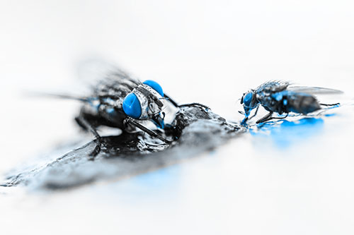 Two Hungry Cluster Flies Feasting Together (Blue Tone)