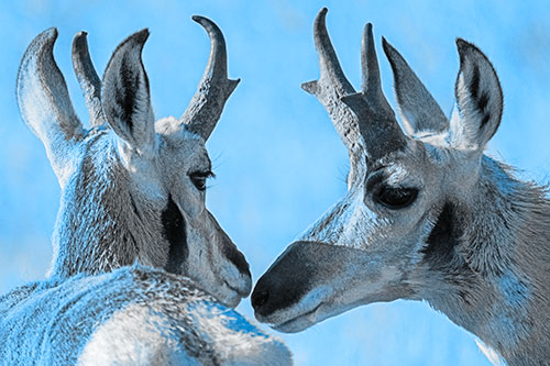Two Loving Pronghorns Kissing Each Other (Blue Tone)