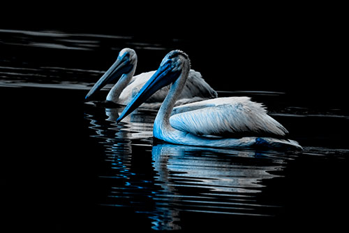 Two Pelicans Floating In Dark Lake Water (Blue Tone Photo)